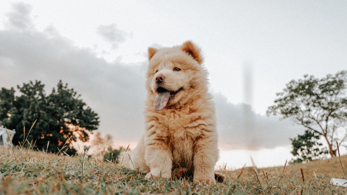 El pelaje de los Chow Chow destaca por su belleza.