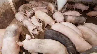 El fiscal pide cárcel para los ganaderos de una granja de cerdos en por vertidos ilegales de purines en Osona