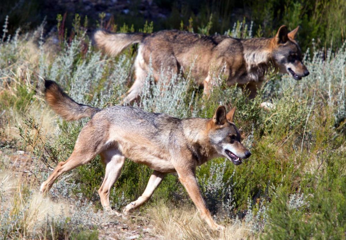 Dos lobos, especie emblemática en la Sierra de la Culebra.  | CH. S.