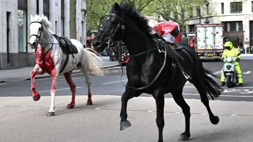 Caballos ensangrentados y desbocados siembran el terror en el centro de Londres