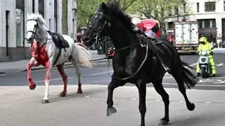 Caballos ensangrentados y desbocados siembran el terror en el centro de Londres