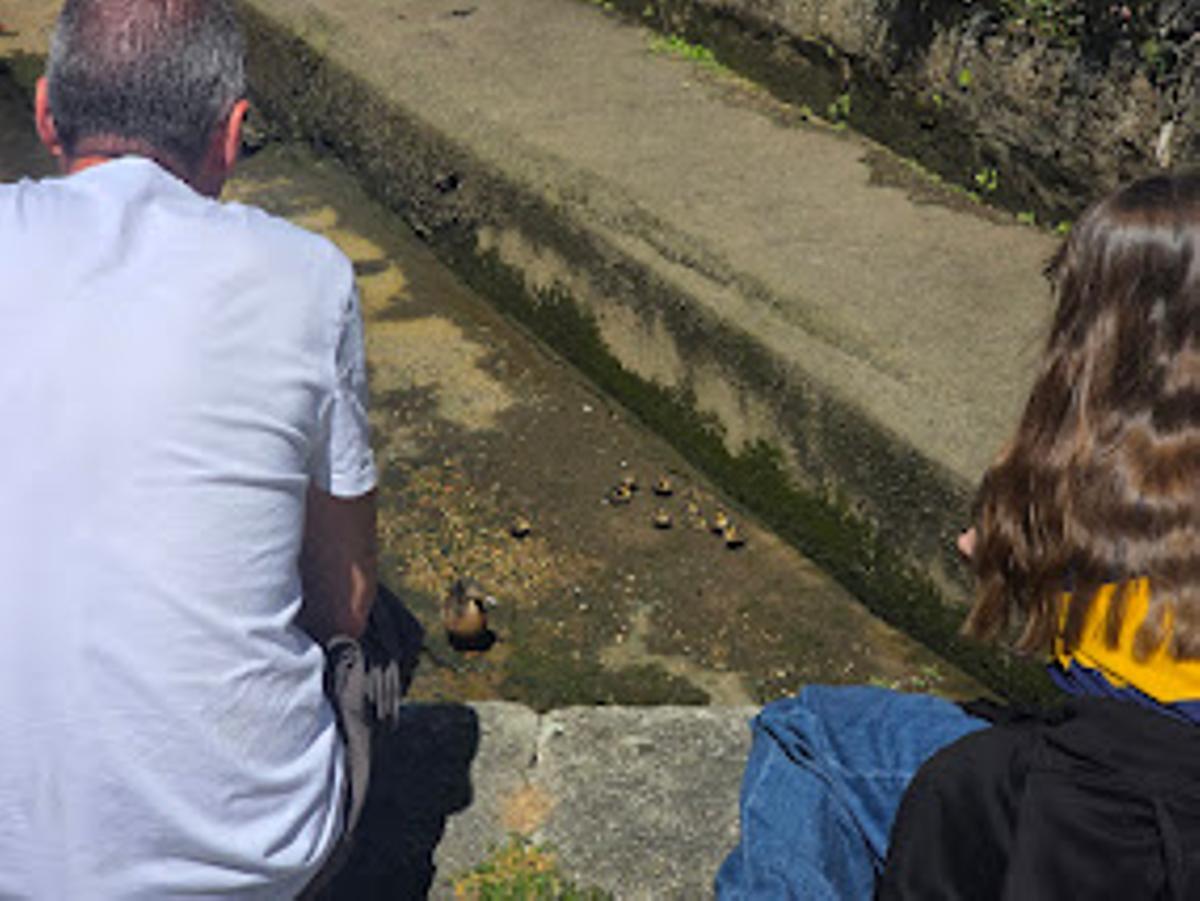 Un padre y su hija observan una de las familias de patos.