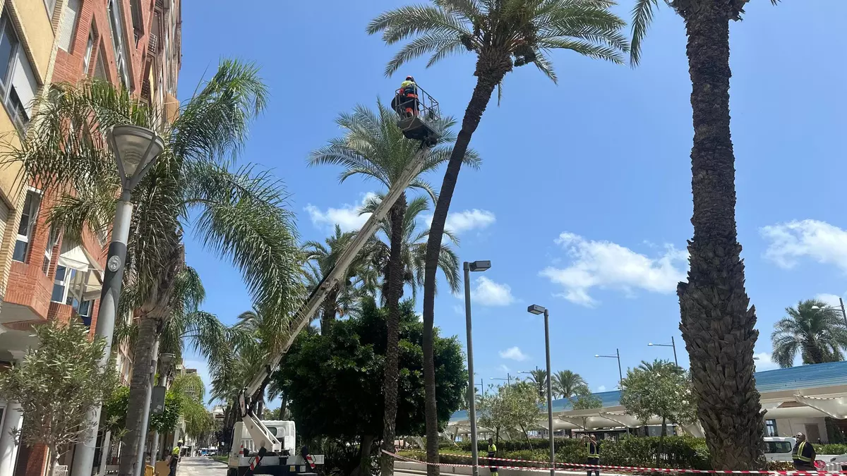 Retiran una palmera del paseo Vista Alegre de Torrevieja por riesgo de caída