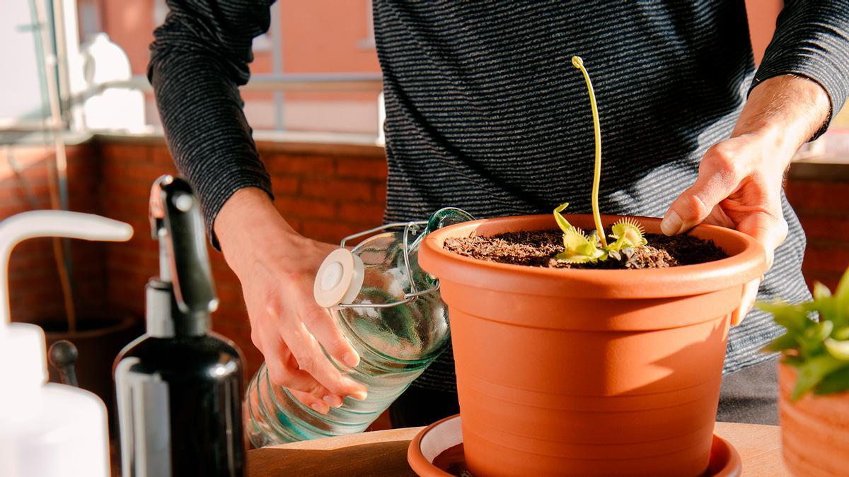 CARNÍVORA DIONEA: La planta de Leroy Merlin que elimina a los mosquitos y  otros insectos voladores de nuestra casa