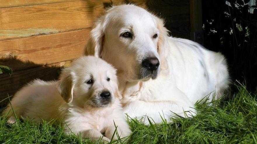 Errores que estropean el pelo blanco de tu perro y lo vuelven amarillos
