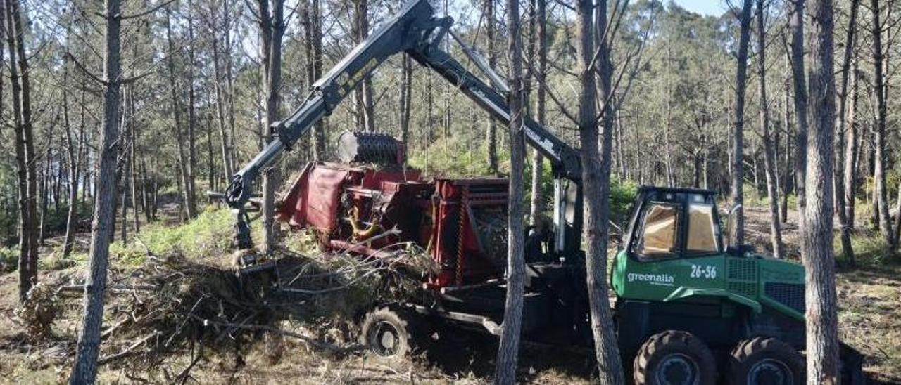 Tala y recogida de árboles en un monte de la parroquia pontevedresa de Salcedo. |   // RAFA VÁZQUEZ