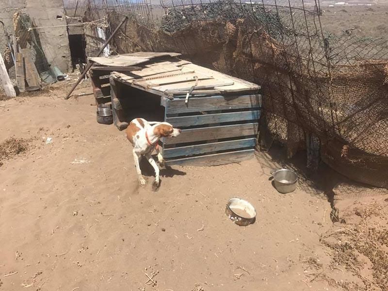 Rescatan a cuatro perros en Lanzarote