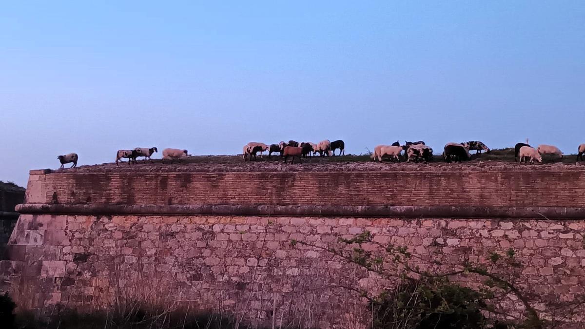 Les ovelles pasturant tot voltantd el Castell, aquest passat dimarts