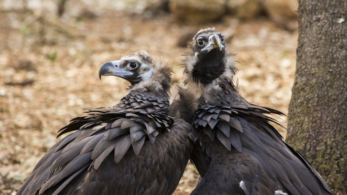 La Fundación Vida Silvestre Mediterránea lidera la conservación del 'voltor negre' en Mallorca
