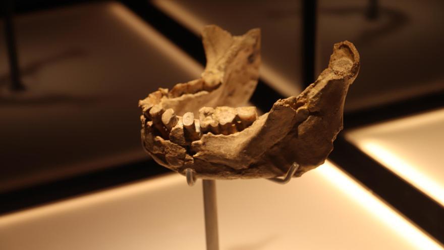 Vídeo | Traslladen la mandíbula de Banyoles de la farmàcia Alsius fins al nou Museu Arqueològic