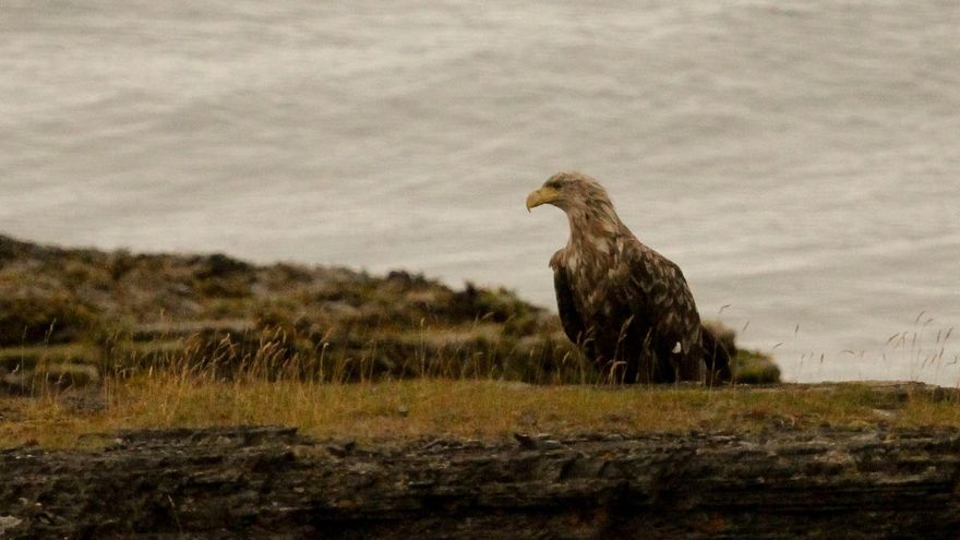 El polémicu vuelu del pigargo: la suelta de siete exemplares sollevanta a los científicos, qu&#039;alerten del impactu n&#039;Asturies