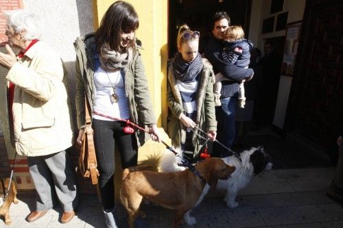 Bendición de animales en Murcia por San Antón