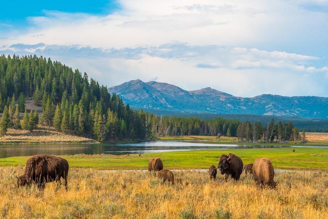 Parque nacional, Estados Unidos, Yellowstone, Wyoming
