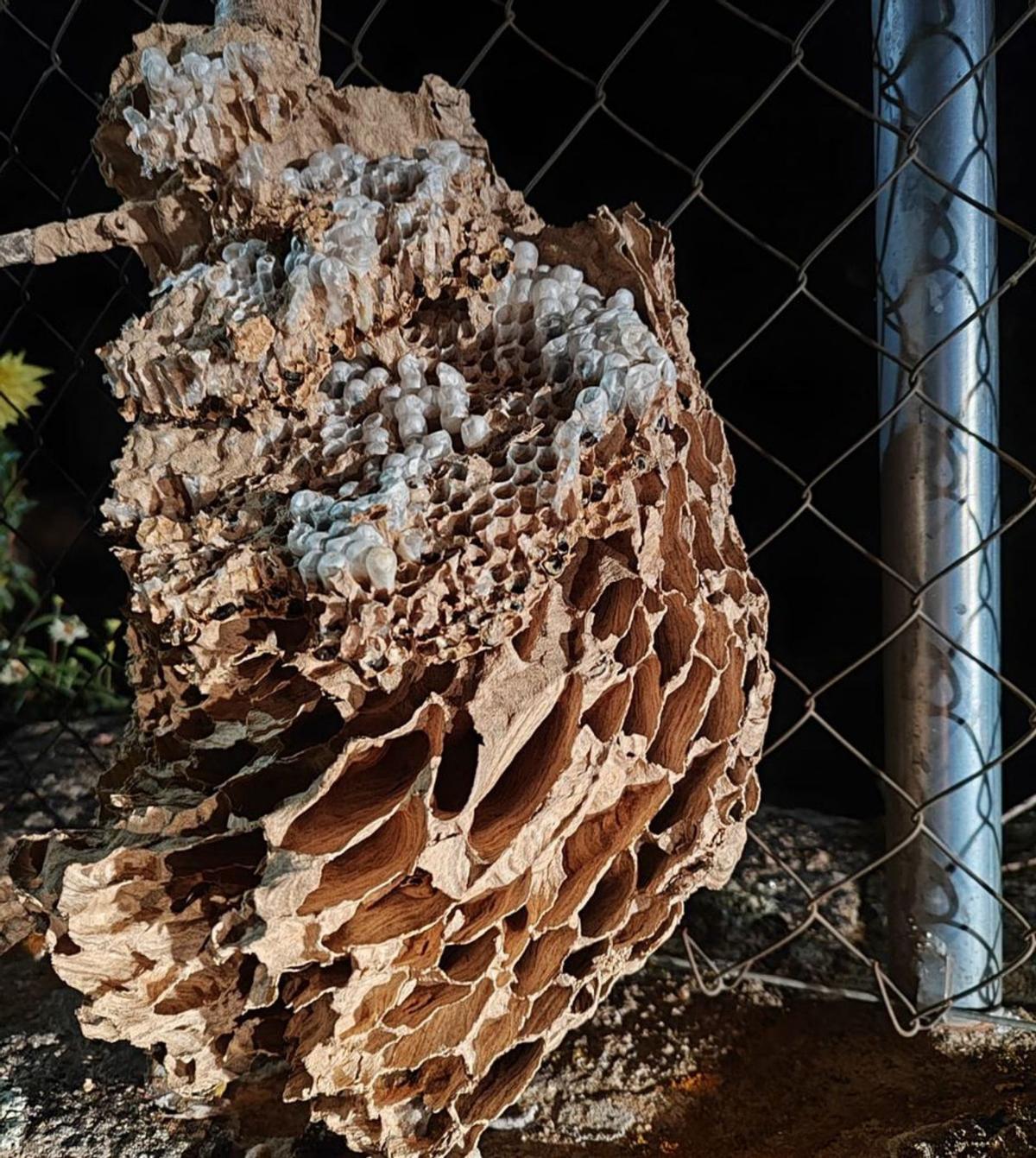 Detalle del gigante nido de velutina retirado recientemente en San Salvador de Palazuelo. | Francisco Alonso