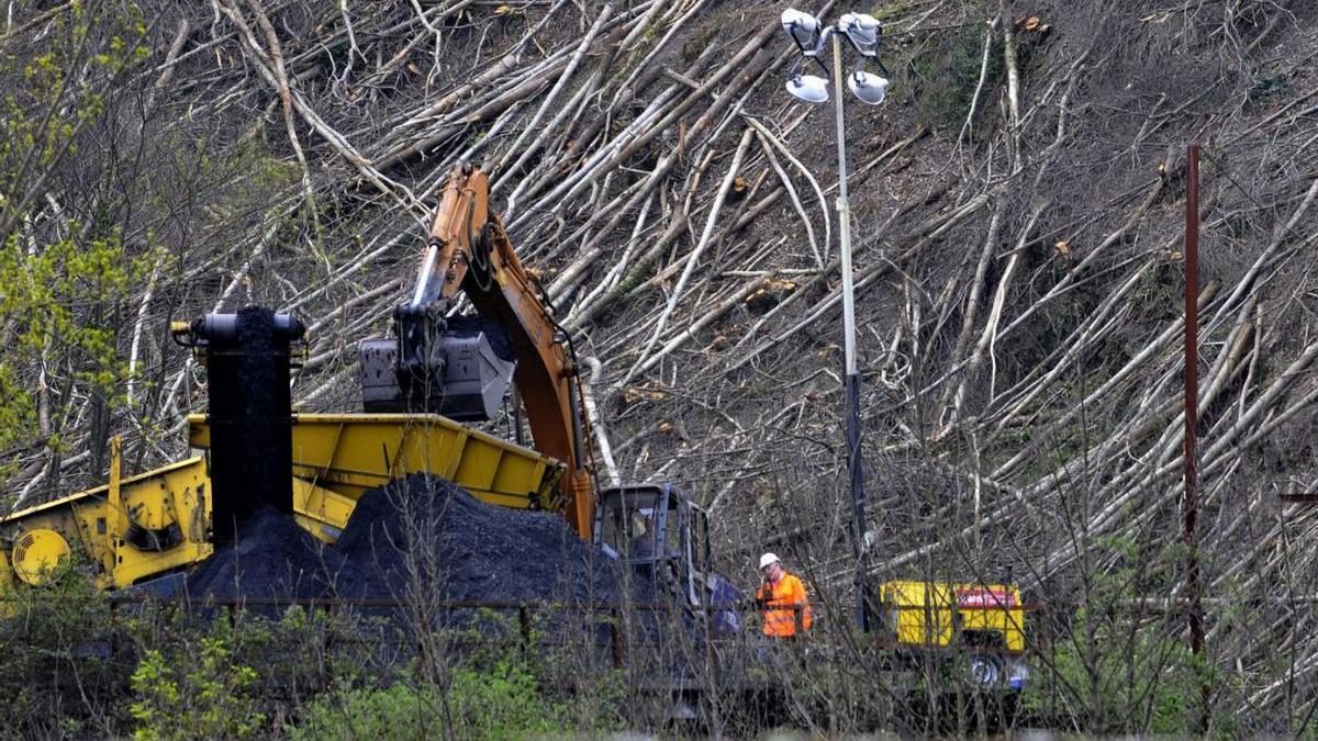 Trabajos forestales.