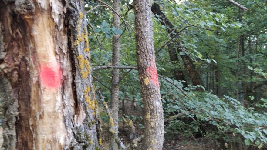 Ejemplares marcados con pintura roja, árboles secos que se van a retirar de Valorio.