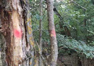 Tala de árboles secos en Valorio, el pulmón de Zamora