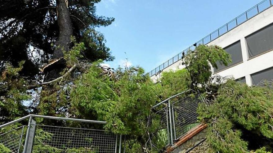 Estat en què va quedar l&#039;arbre, a l&#039;escola Renaixença