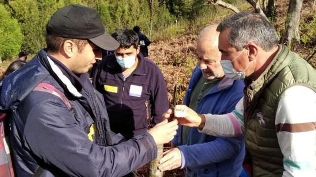Las Regueras desvela las claves para cuidar a los mejores castaños | LNE
