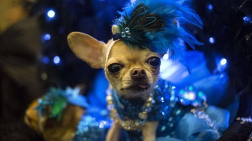 Pasarela de mascotas en Nueva York