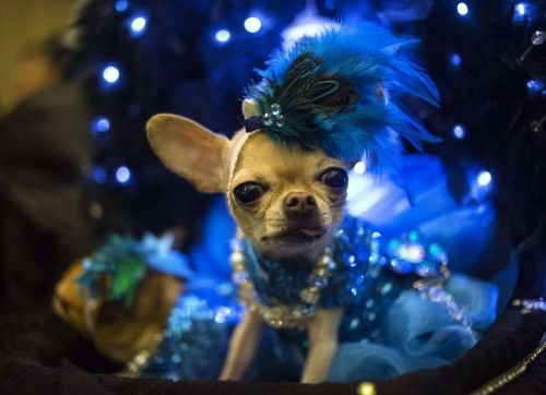 La pasarela de la moda canina de Nueva York ha mostrado cómo se visten algunas de las mascotas más glamurosas