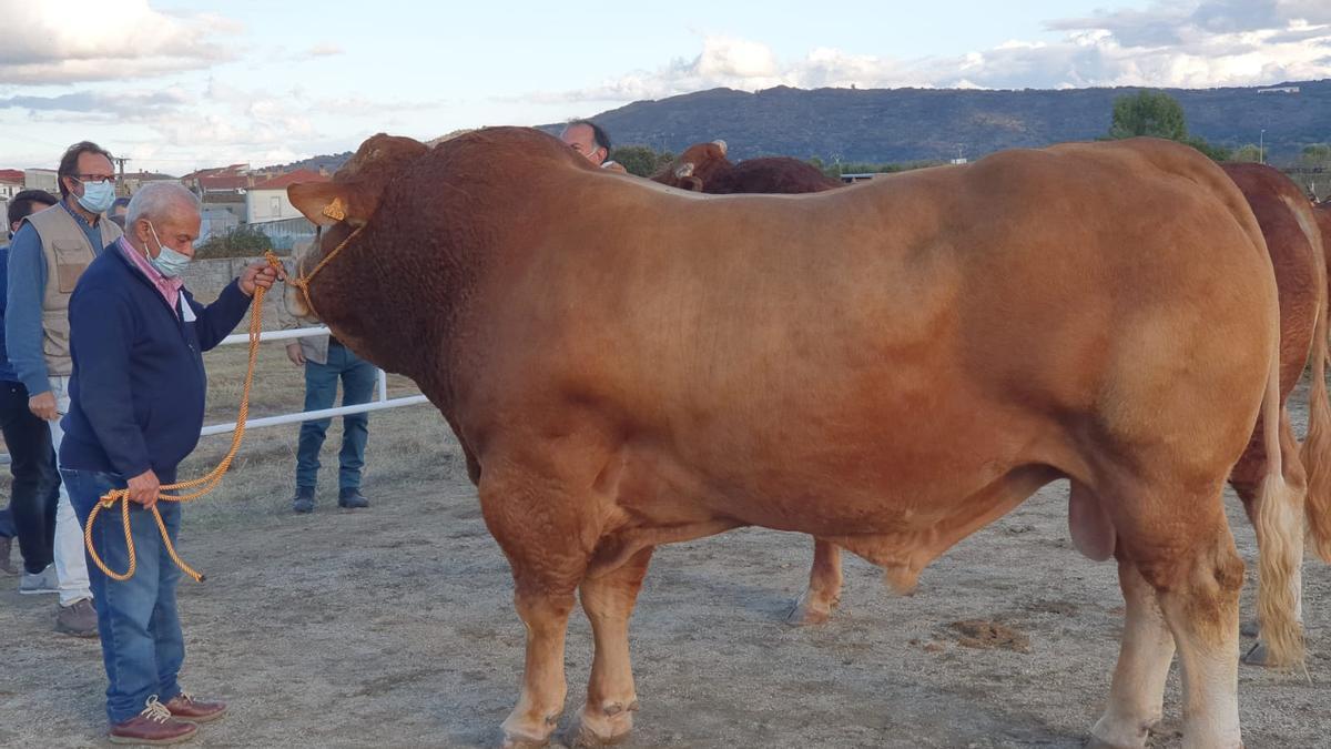 Uno de los impresionantes ejemplares de raza limusina de una anterior edición de la Feria de Ganado Selecto de Albalá.