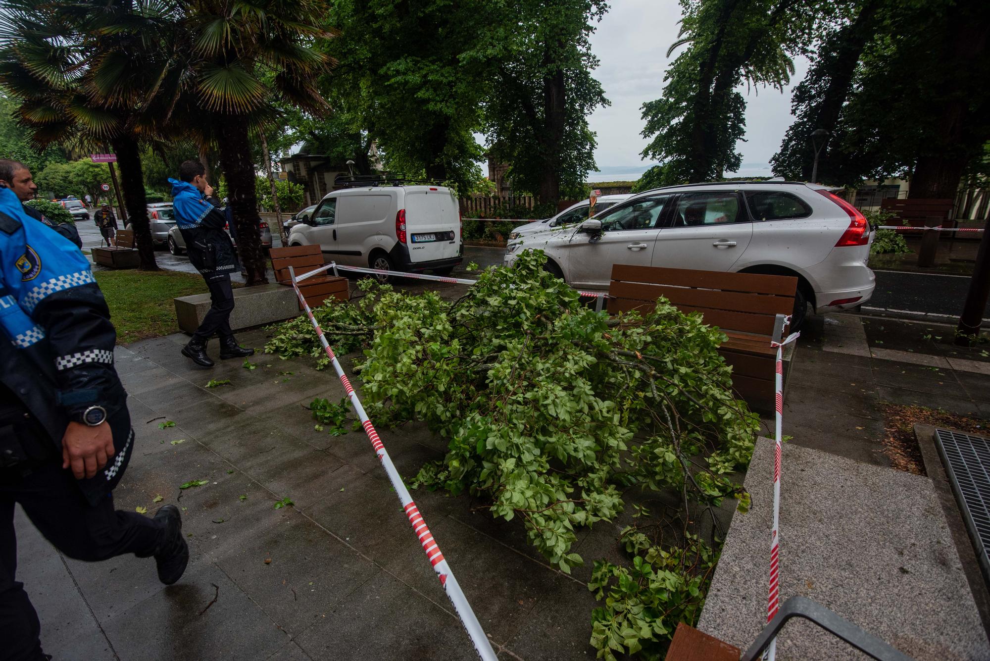 Cae un árbol en la calle Orillamar