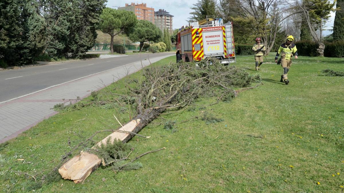 Los bomberos retiran un árbol caído por el viento en Valladolid.