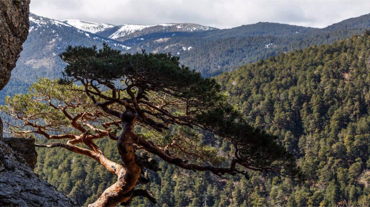El Gobierno compra 2.000 hectáreas de pino silvestre en la Sierra de Guadarrama