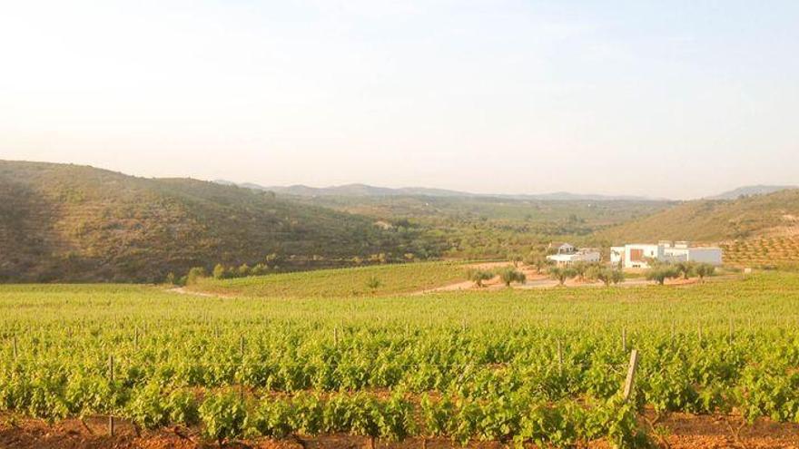 La IGP Castelló, en busca de la DO para proyectar sus vinos al exterior