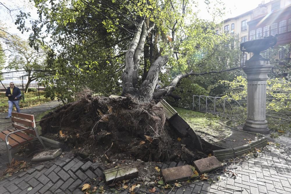 Daños del temporal en Avilés.