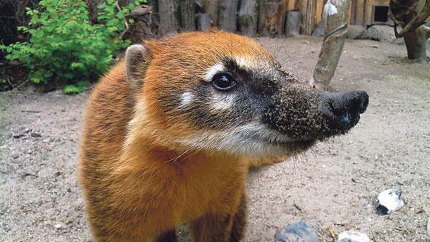 Waschbären sind gefräßige Invasoren und Nasenbären sind nicht besser.