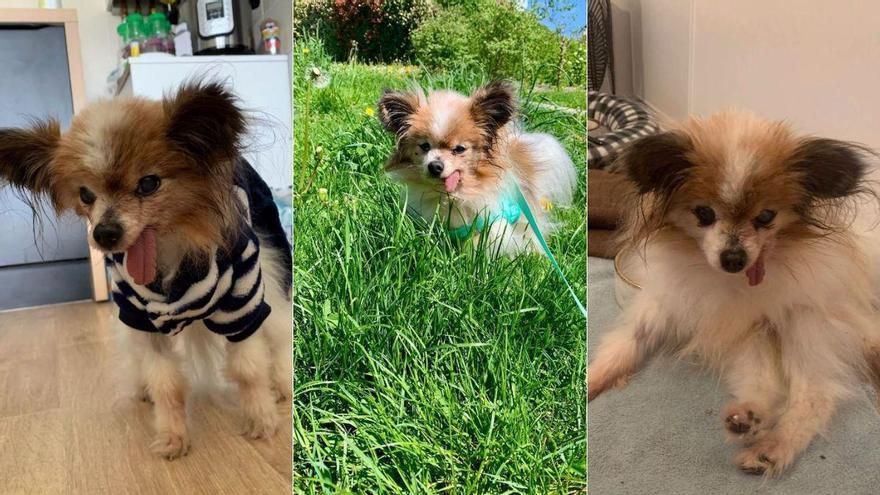 Muere Lazare, el perro de 30 años que encontró una nueva familia pocas semanas antes del final: "Dejas un vacío enorme"