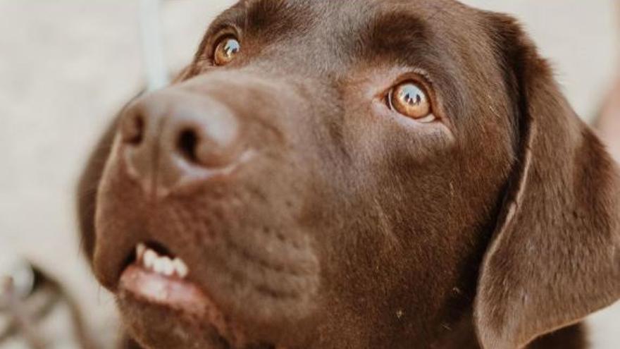 Alaró hace un llamamiento al civismo de los propietarios de mascotas para mantener limpias de excrementos las calles