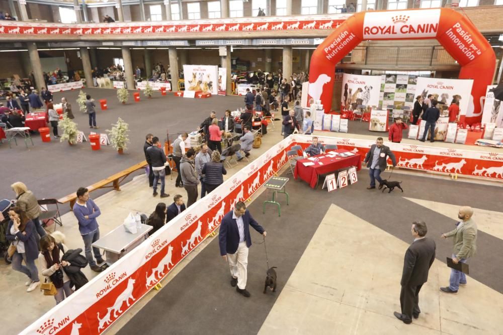 XXI Exposició Internacional Canina