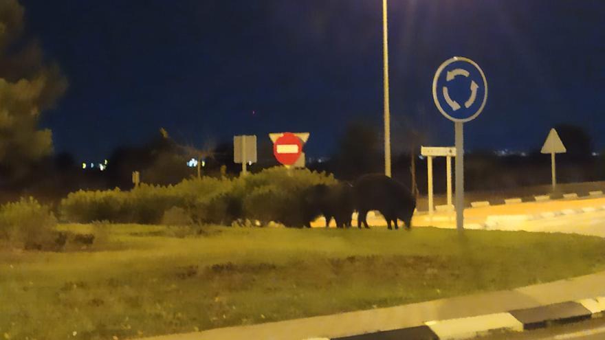 Jabalís de grandes dimensiones campan a sus anchas por Benicàssim