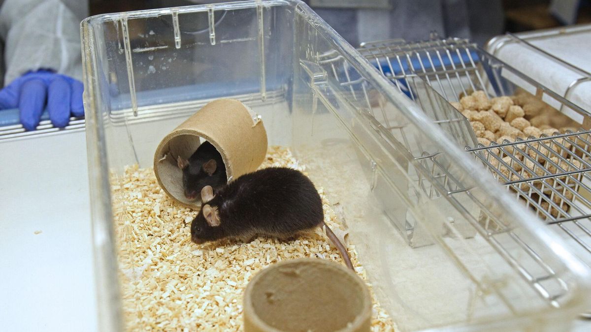 Imagen de archivo de experimentación con ratones en un laboratorio