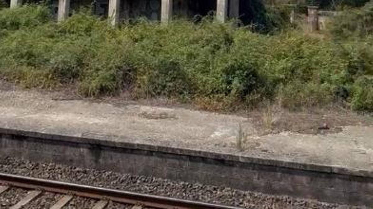 Estado de la maleza próxima a la vía, este martes, junto a la antigua estación ferroviaria de Boborás.