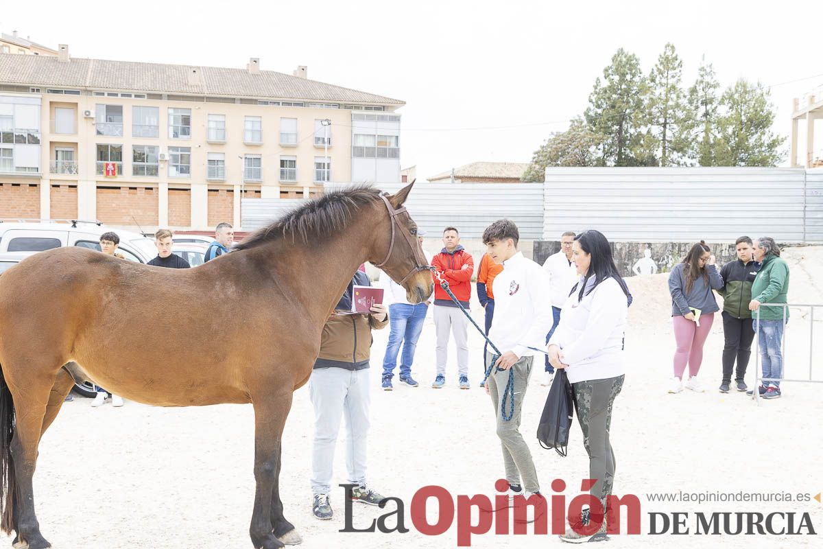 Control veterinario a los equinos que participaran en el festejo de los Caballos del Vino
