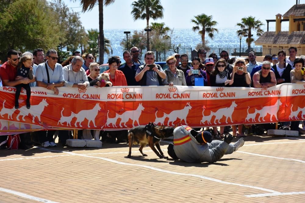 Decenas de personas se reunieron junto al Castillo Sohail para celebrar el Día del perro que se celebra desde hace siete años en Fuengirola.