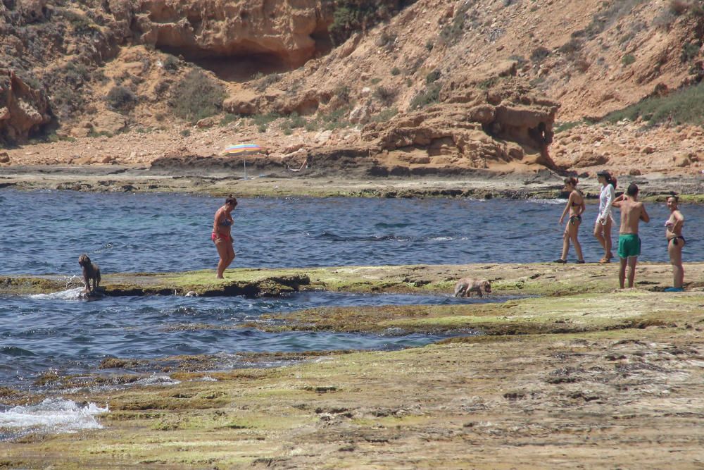 Los bañistas aseguran que no están en contra de la medida pero reclaman que se zonifique la playa para usuarios con perros y sin perros