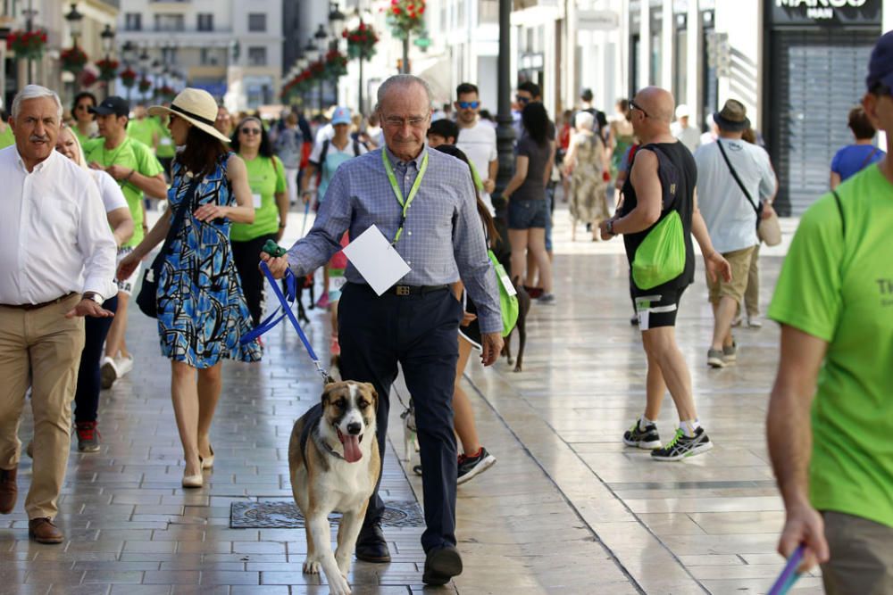 La carrera, con salida y llegada en la plaza de la Marina, ha recorrido la calle Larios, Alcazabilla y calle Granada ante la sorpresa e interés de vecinos y turistas.