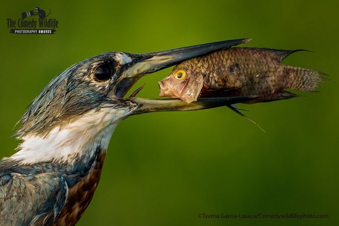 fotos-divertidas-animales-99999.jpg