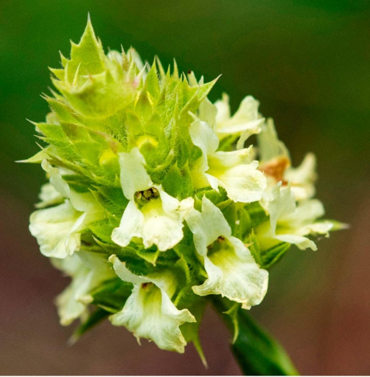 Detall d'un exemplar de 'Sideritis royoi'.