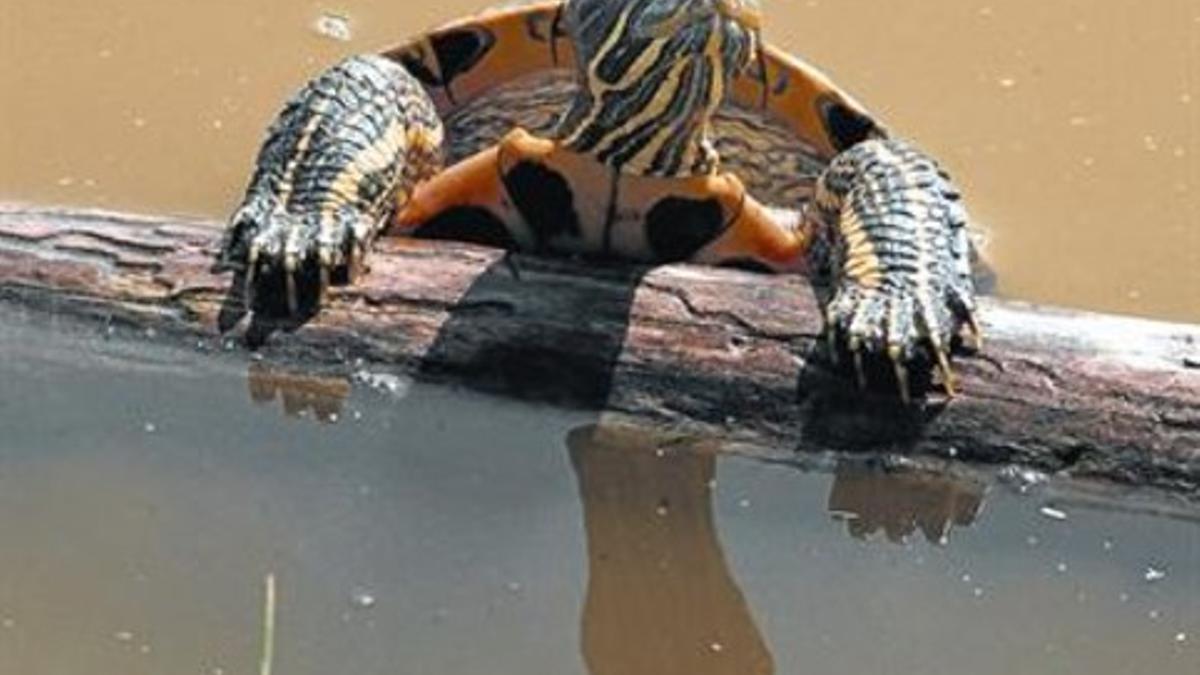 Un ejemplar de tortuga de Florida avistada en el área de la laguna del Remolar del delta del Llobregat.