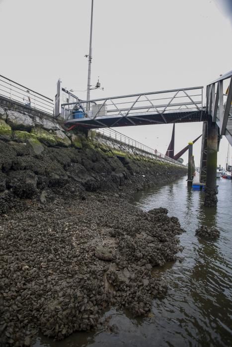 Ecologistas en Acción en la ría de Avilés