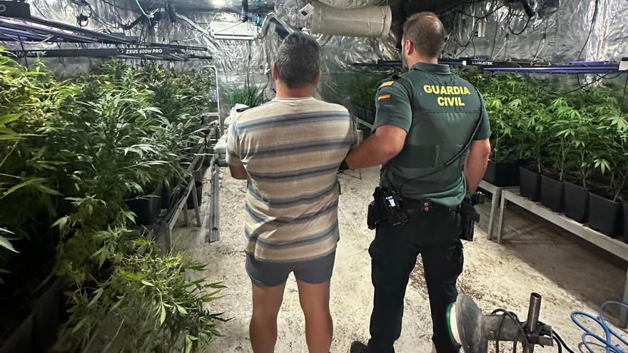 Intervienen 820 plantas de marihuana en Albaida