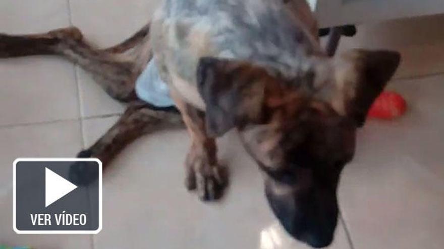 Un cachorro de cinco meses se queda paralítico en Tenerife tras una paliza