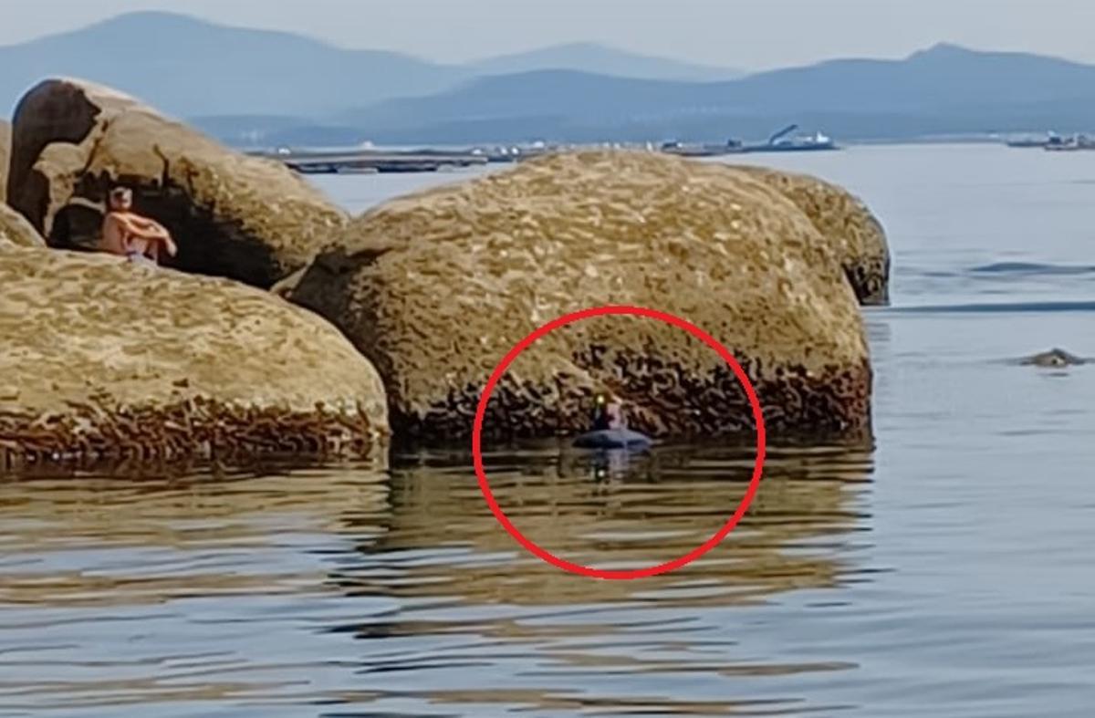 Un buzo en una zona rica en percebe de San Vicente.