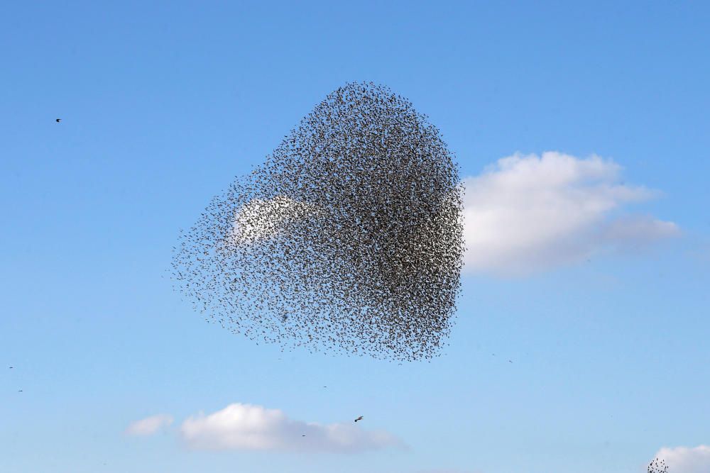 Una bandada de estorninos migratorios se agrupa en el cielo, cerca de la ciudad de Beer Sheva, Israel.